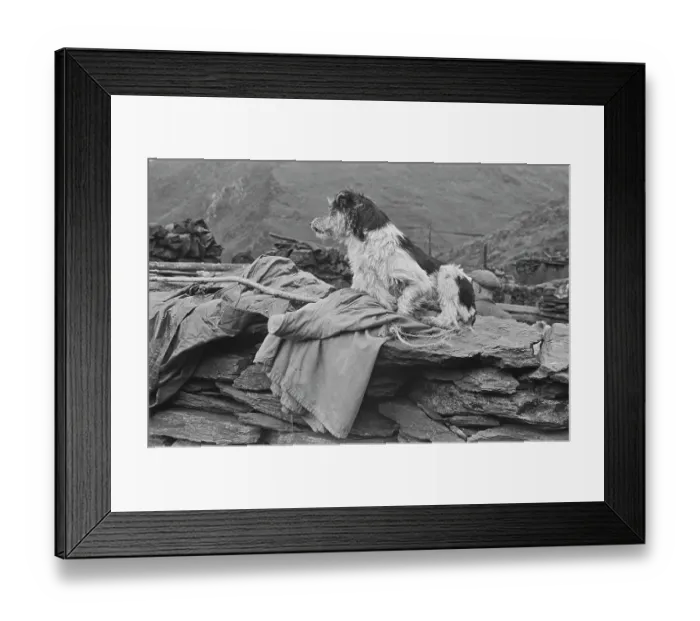 Framed Print : Sheep Shearing In Snowdonia Framed Print : Sheep Shearing In Snowdonia