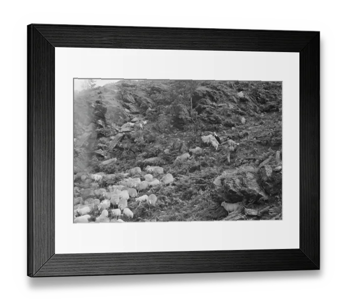 Framed Print : Sheep Shearing In Snowdonia Framed Print : Sheep Shearing In Snowdonia