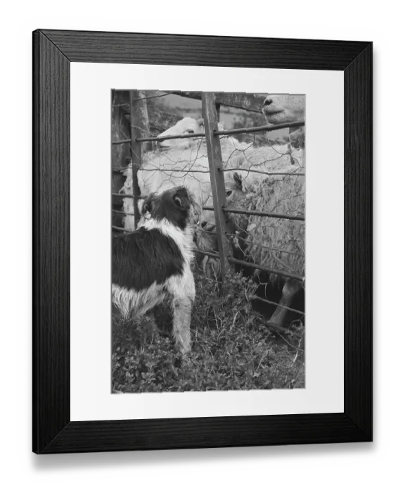 Framed Print : Sheep Shearing In Snowdonia Framed Print : Sheep Shearing In Snowdonia