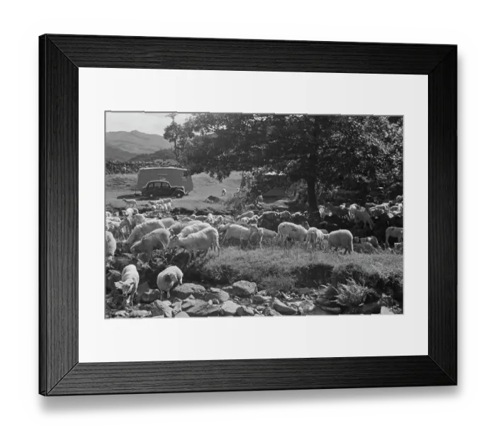 Framed Print : Sheep Shearing In Snowdonia Framed Print : Sheep Shearing In Snowdonia