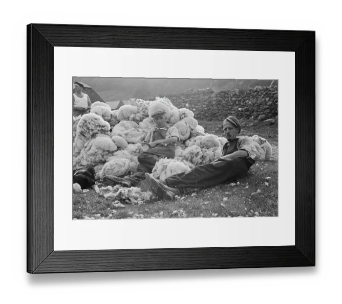 Framed Print : Sheep Shearing In Snowdonia Framed Print : Sheep Shearing In Snowdonia