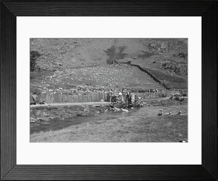Framed Print : Sheep Shearing In Snowdonia