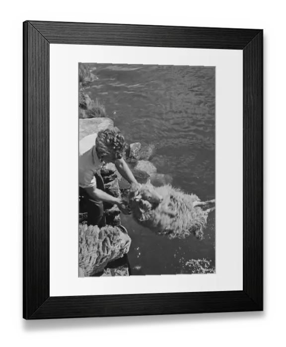 Framed Print : Sheep Shearing In Snowdonia Framed Print : Sheep Shearing In Snowdonia