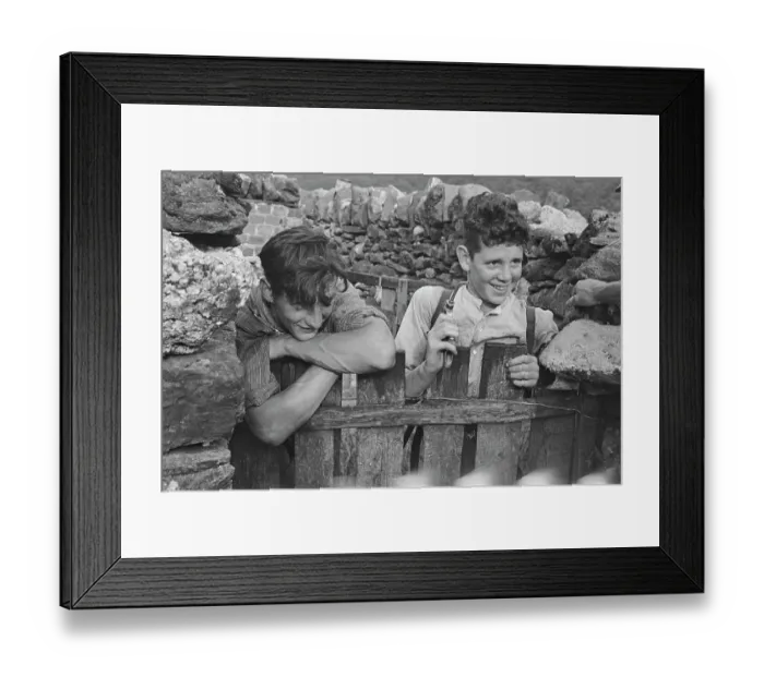 Framed Print : Sheep Shearing In Snowdonia