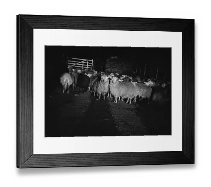 Framed Print : Sheep Shearing In Snowdonia Framed Print : Sheep Shearing In Snowdonia