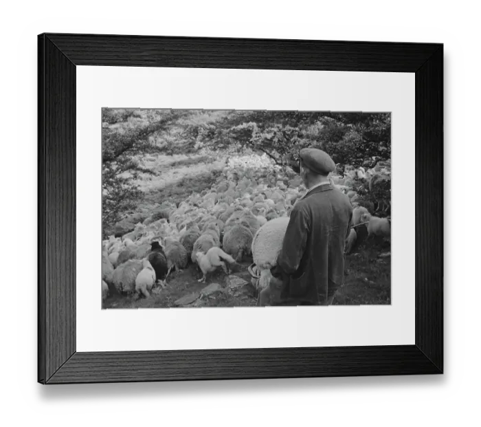Framed Print : Sheep Shearing In Snowdonia