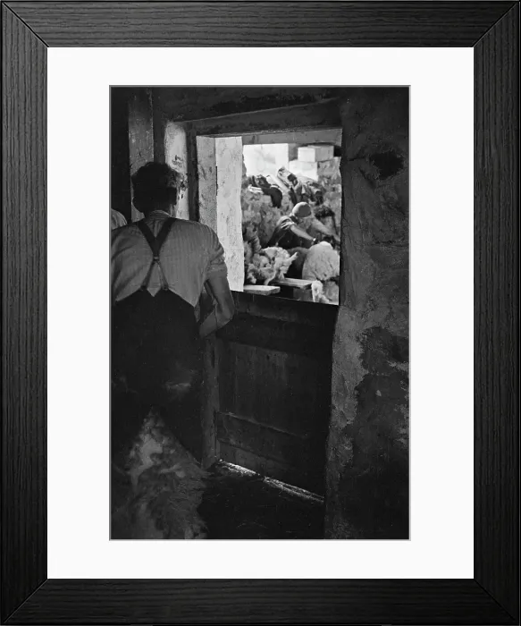 Framed Print : Sheep Shearing In Snowdonia