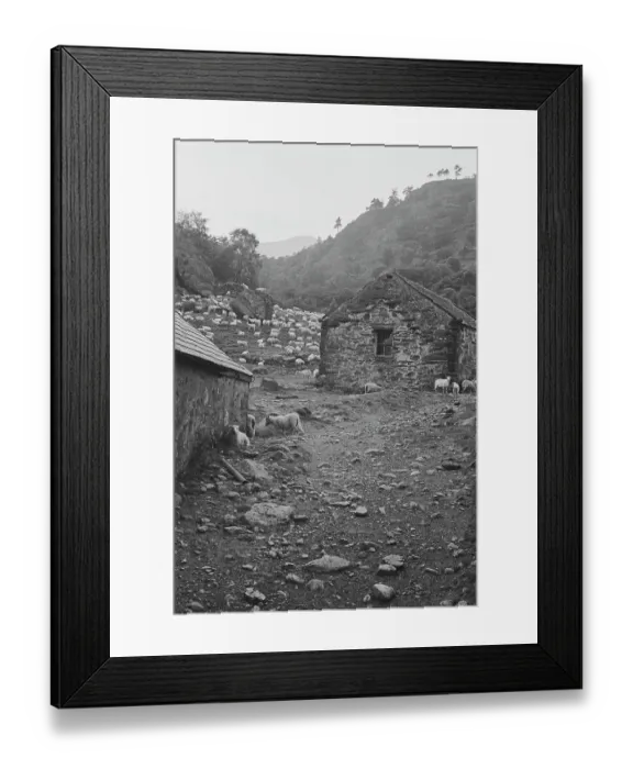 Framed Print : Sheep Shearing In Snowdonia Framed Print : Sheep Shearing In Snowdonia
