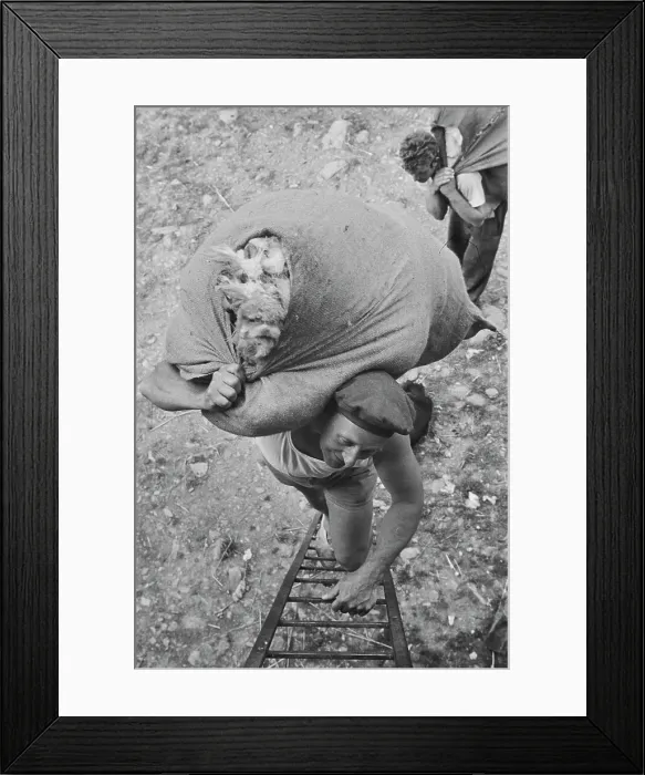 Framed Print : Sheep Shearing In Snowdonia Framed Print : Sheep Shearing In Snowdonia