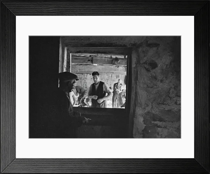 Framed Print : Sheep Shearing In Snowdonia Framed Print : Sheep Shearing In Snowdonia