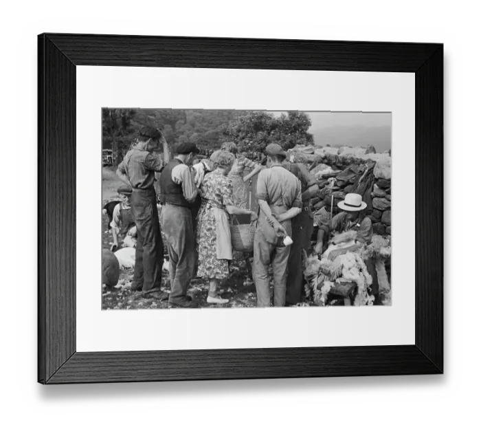 Framed Print : Sheep Shearing In Snowdonia