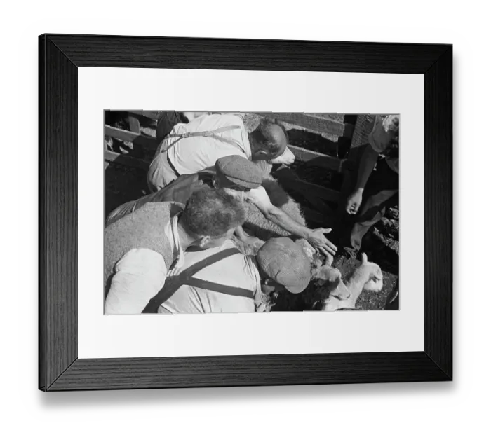 Framed Print : Sheep Shearing In Snowdonia