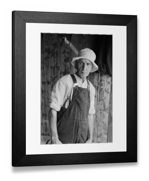Framed Print : Sheep Shearing In Snowdonia