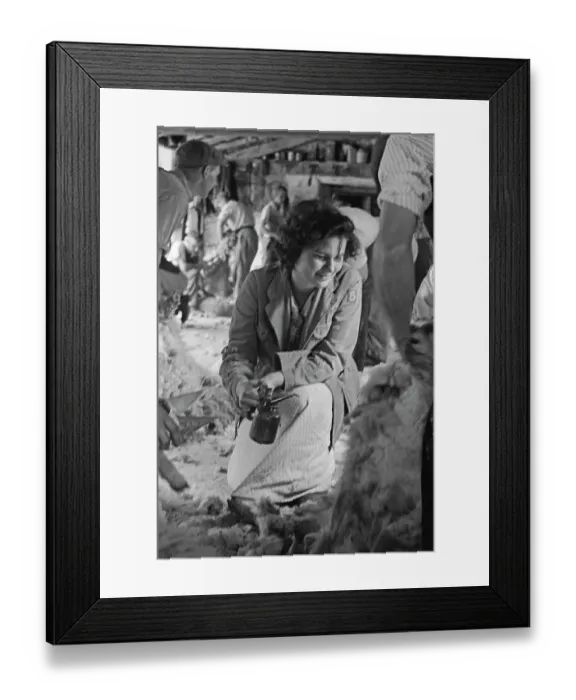 Framed Print : Sheep Shearing In Snowdonia