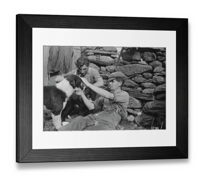 Framed Print : Sheep Shearing In Snowdonia Framed Print : Sheep Shearing In Snowdonia