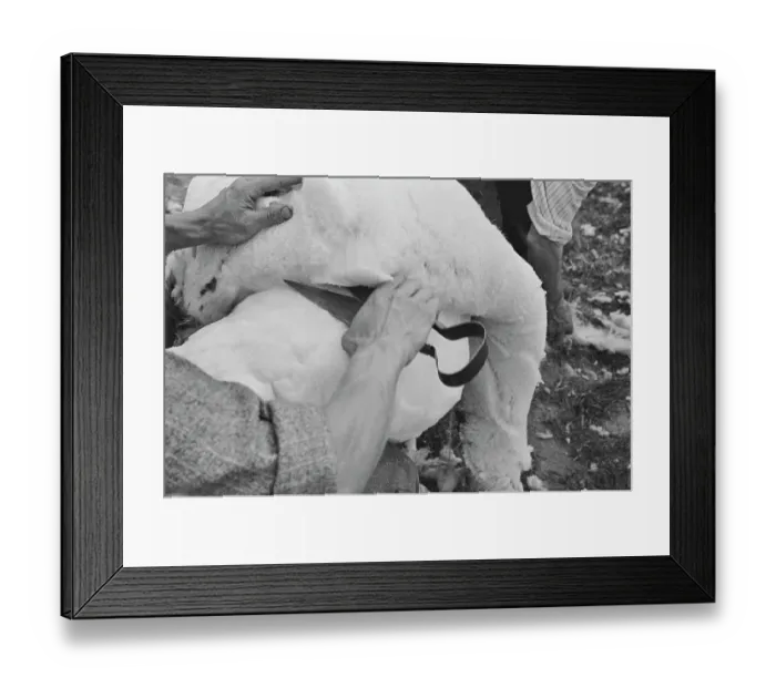 Framed Print : Sheep Shearing In Snowdonia Framed Print : Sheep Shearing In Snowdonia