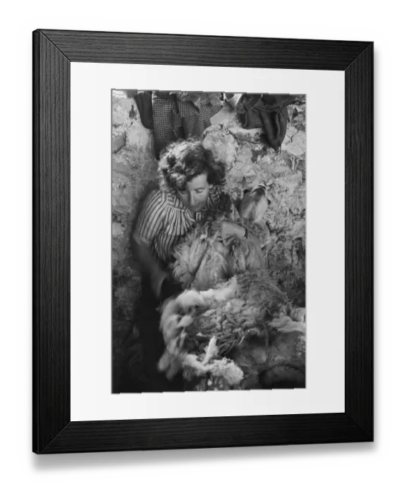 Framed Print : Sheep Shearing In Snowdonia Framed Print : Sheep Shearing In Snowdonia