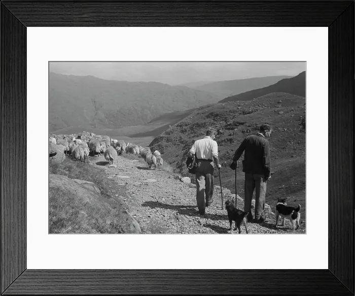 Framed Print : Sheep Shearing In Snowdonia Framed Print : Sheep Shearing In Snowdonia