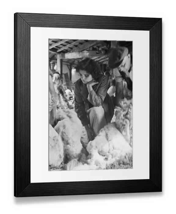 Framed Print : Sheep Shearing In Snowdonia Framed Print : Sheep Shearing In Snowdonia