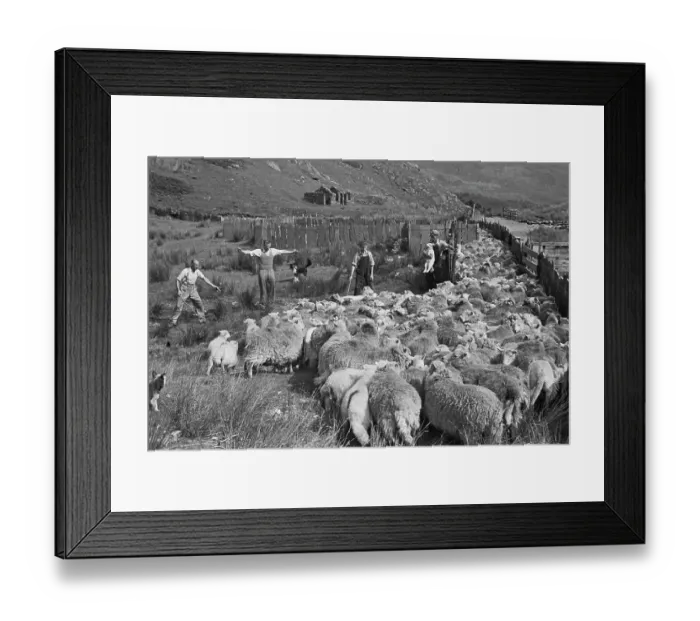 Framed Print : Sheep Shearing In Snowdonia Framed Print : Sheep Shearing In Snowdonia