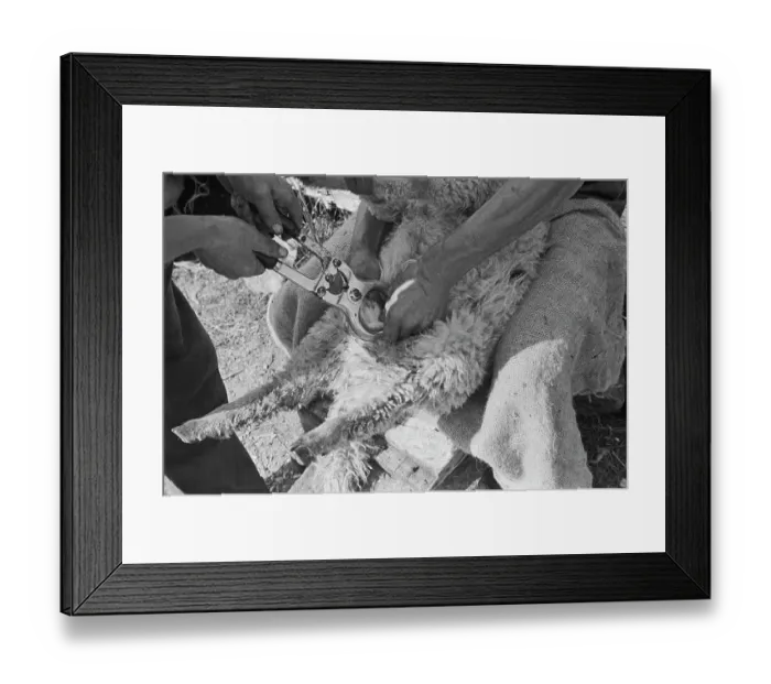 Framed Print : Sheep Shearing In Snowdonia Framed Print : Sheep Shearing In Snowdonia
