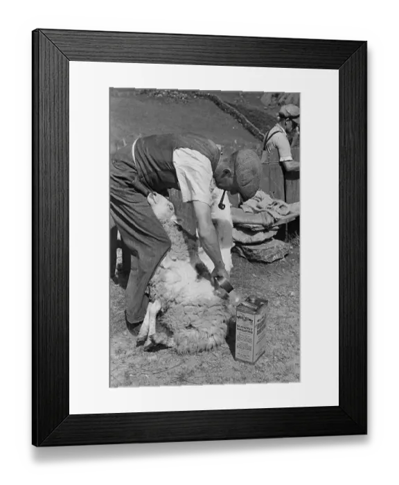 Framed Print : Sheep Shearing In Snowdonia Framed Print : Sheep Shearing In Snowdonia