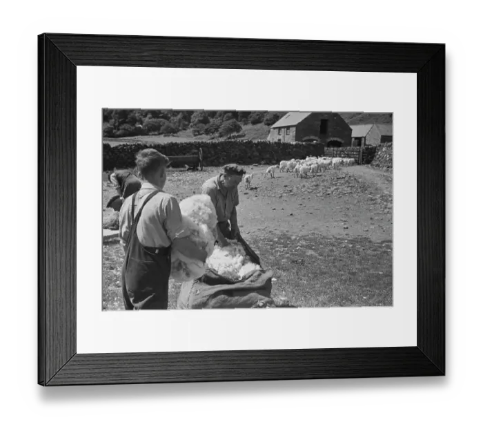 Framed Print : Sheep Shearing In Snowdonia Framed Print : Sheep Shearing In Snowdonia