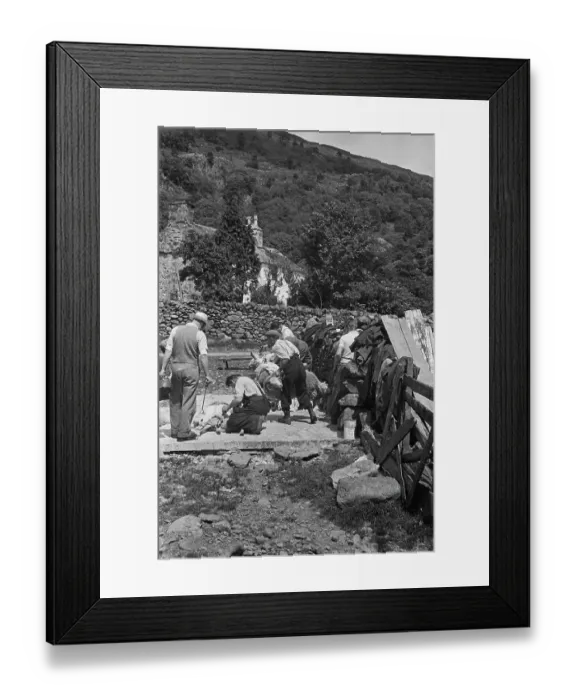 Framed Print : Sheep Shearing In Snowdonia Framed Print : Sheep Shearing In Snowdonia