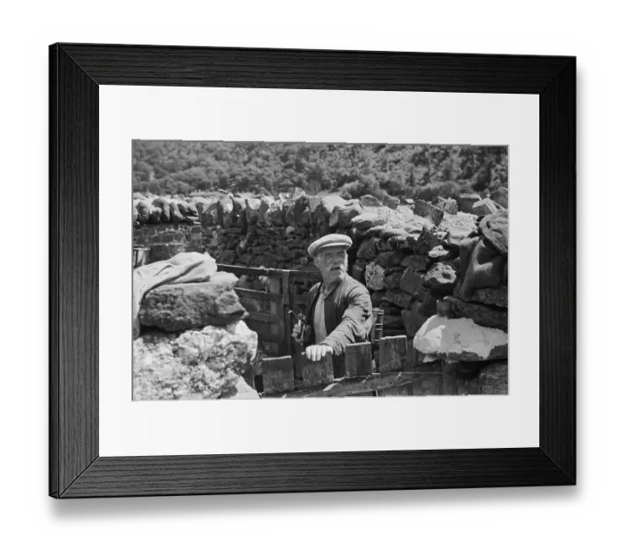 Framed Print : Sheep Shearing In Snowdonia Framed Print : Sheep Shearing In Snowdonia
