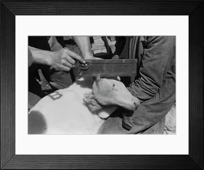 Framed Print : Sheep Shearing In Snowdonia Framed Print : Sheep Shearing In Snowdonia