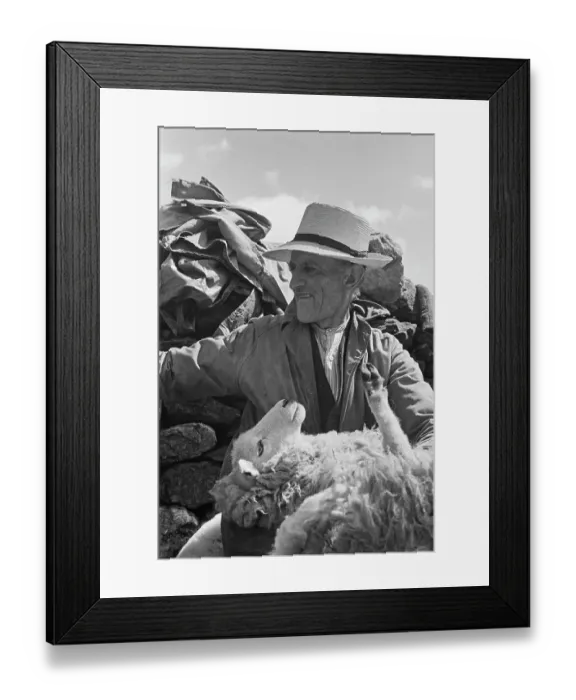Framed Print : Sheep Shearing In Snowdonia Framed Print : Sheep Shearing In Snowdonia