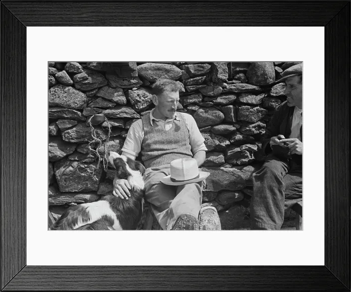Framed Print : Sheep Shearing In Snowdonia Framed Print : Sheep Shearing In Snowdonia