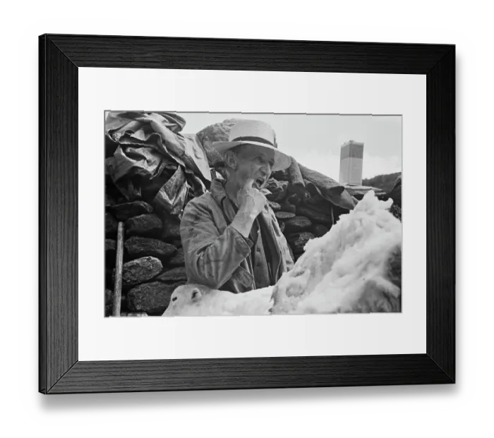 Framed Print : Sheep Shearing In Snowdonia Framed Print : Sheep Shearing In Snowdonia