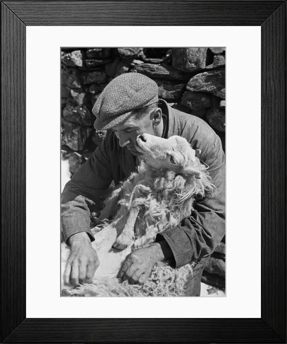 Framed Print : Sheep Shearing In Snowdonia Framed Print : Sheep Shearing In Snowdonia