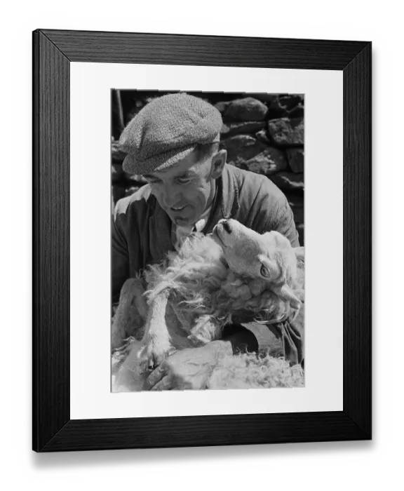 Framed Print : Sheep Shearing In Snowdonia Framed Print : Sheep Shearing In Snowdonia