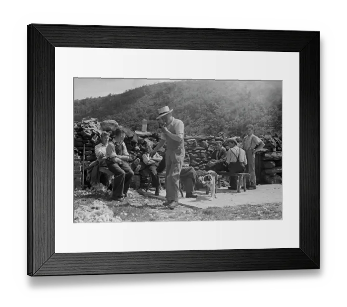 Framed Print : Sheep Shearing In Snowdonia Framed Print : Sheep Shearing In Snowdonia