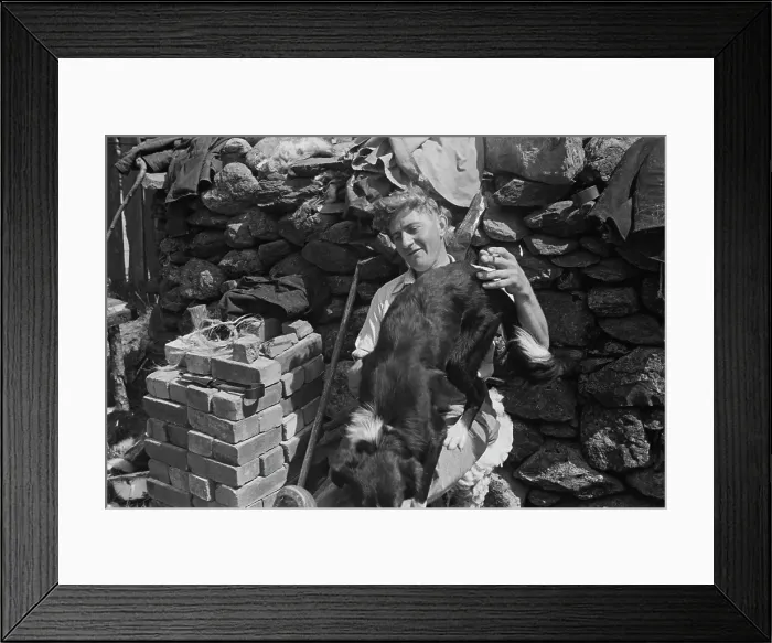 Framed Print : Sheep Shearing In Snowdonia Framed Print : Sheep Shearing In Snowdonia