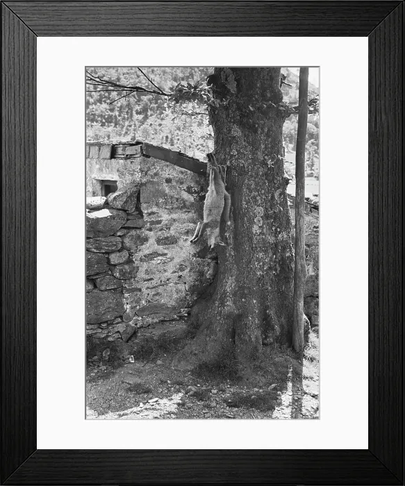 Framed Print : Sheep Shearing In Snowdonia Framed Print : Sheep Shearing In Snowdonia