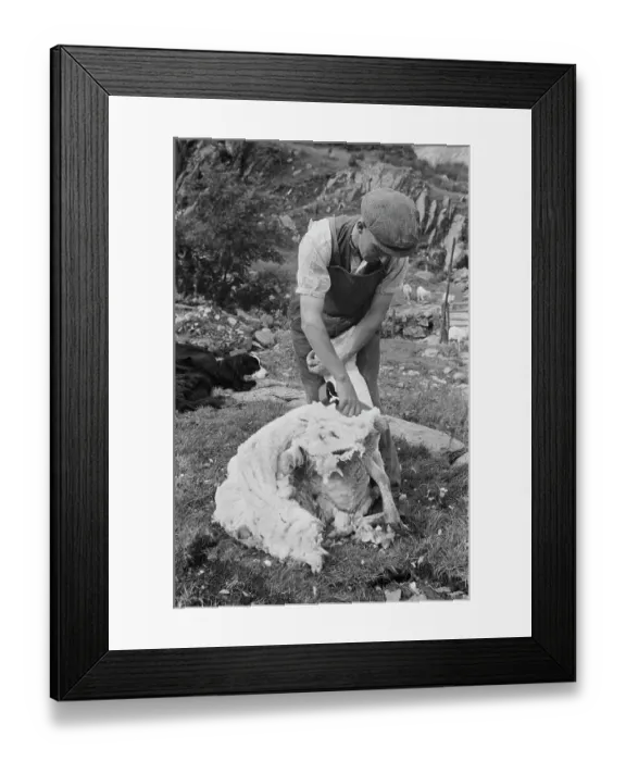 Framed Print : Sheep Shearing In Snowdonia Framed Print : Sheep Shearing In Snowdonia