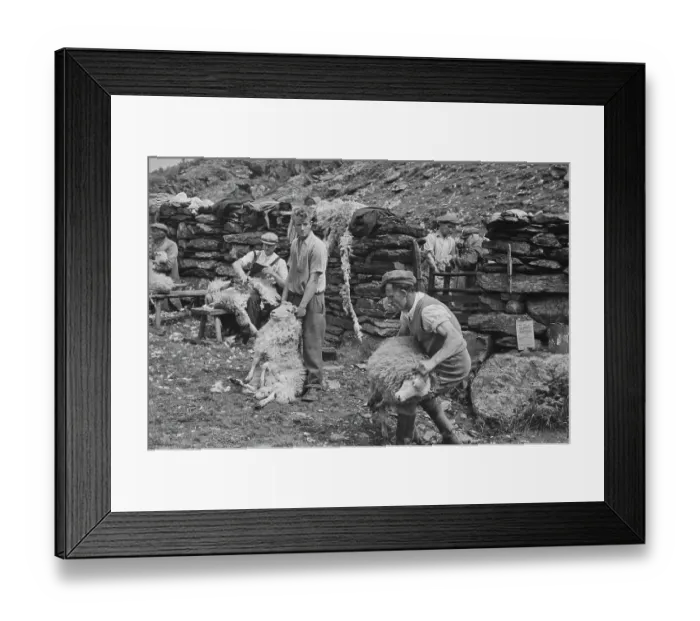 Framed Print : Sheep Shearing In Snowdonia Framed Print : Sheep Shearing In Snowdonia