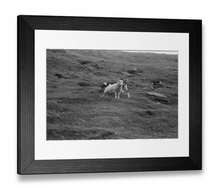 Framed Print : Sheep Shearing In Snowdonia Framed Print : Sheep Shearing In Snowdonia