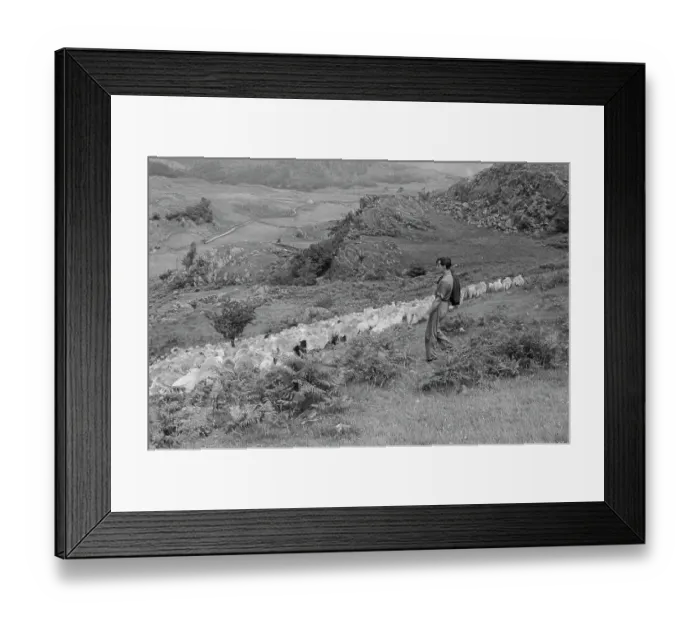 Framed Print : Sheep Shearing In Snowdonia Framed Print : Sheep Shearing In Snowdonia