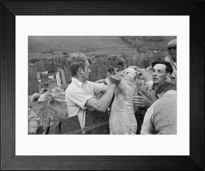 Framed Print : Sheep Shearing In Snowdonia Framed Print : Sheep Shearing In Snowdonia