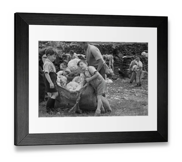 Framed Print : Sheep Shearing In Snowdonia Framed Print : Sheep Shearing In Snowdonia