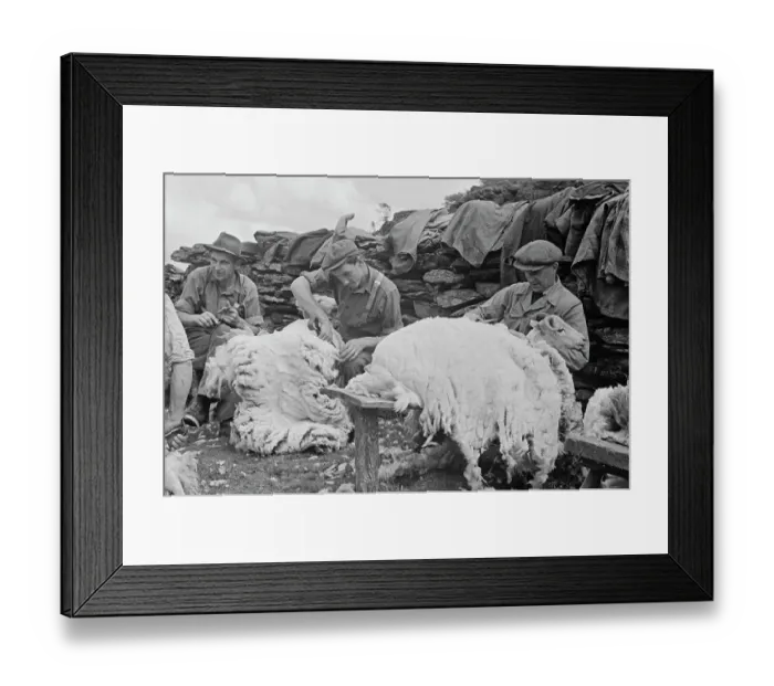 Framed Print : Sheep Shearing In Snowdonia Framed Print : Sheep Shearing In Snowdonia