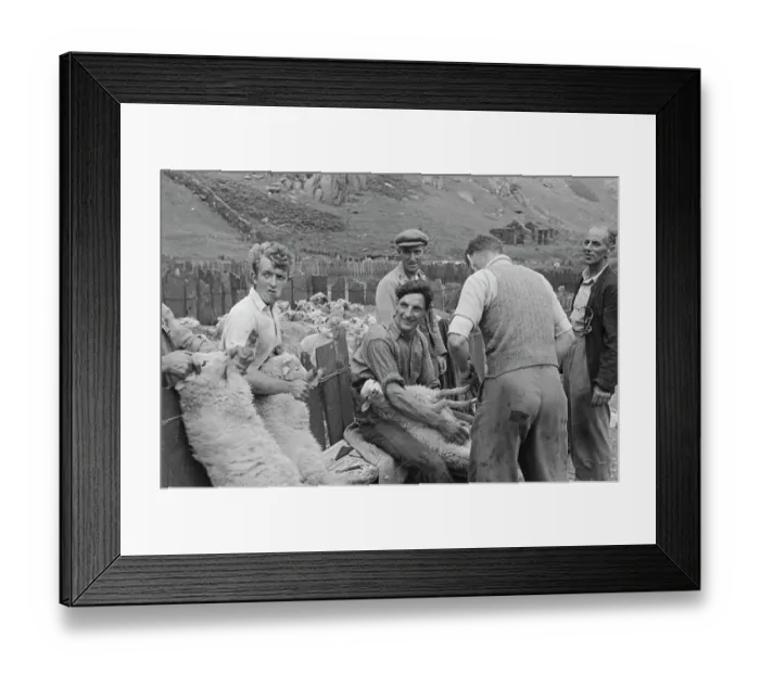 Framed Print : Sheep Shearing In Snowdonia Framed Print : Sheep Shearing In Snowdonia