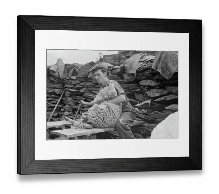Framed Print : Sheep Shearing In Snowdonia Framed Print : Sheep Shearing In Snowdonia