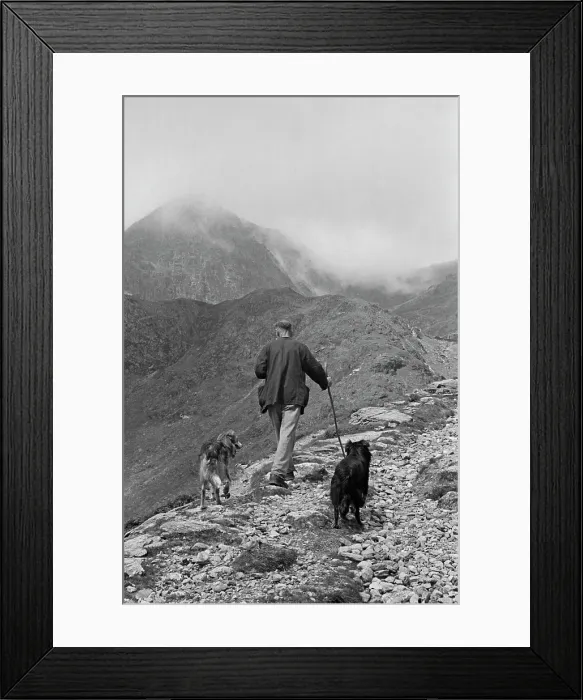 Framed Print : Sheep Shearing In Snowdonia Framed Print : Sheep Shearing In Snowdonia