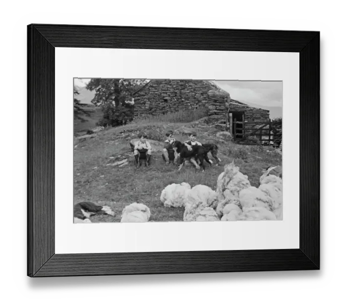 Framed Print : Sheep Shearing In Snowdonia Framed Print : Sheep Shearing In Snowdonia
