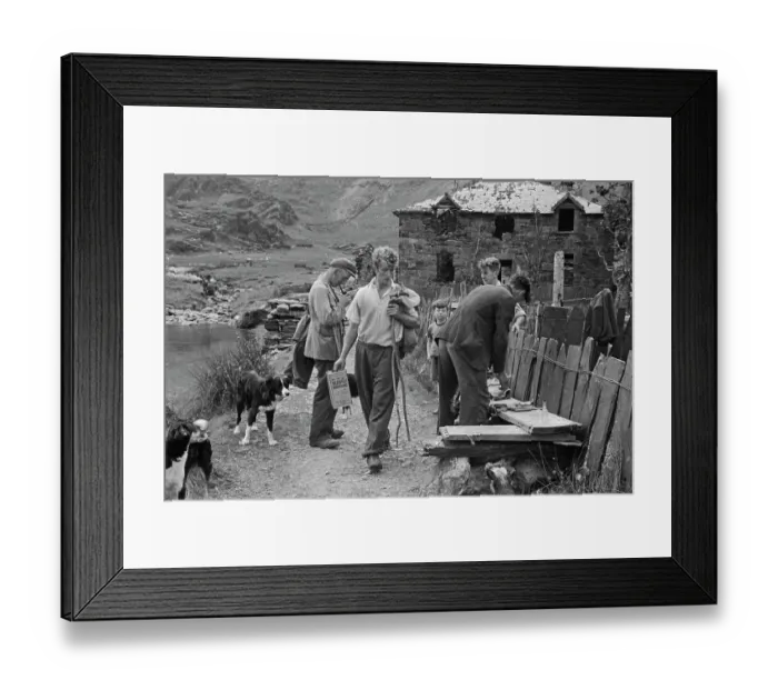 Framed Print : Sheep Shearing In Snowdonia Framed Print : Sheep Shearing In Snowdonia